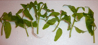 Gymnocoronis Spilanthoides - 3.90€